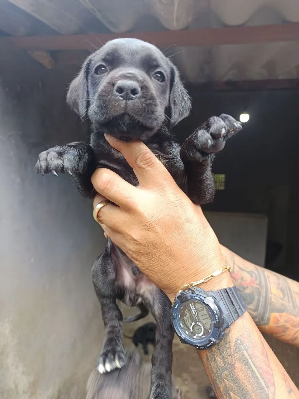 Filhotes de Cane Corso italiano machos - Foto 3