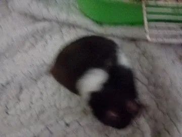 Hamsters sírios 