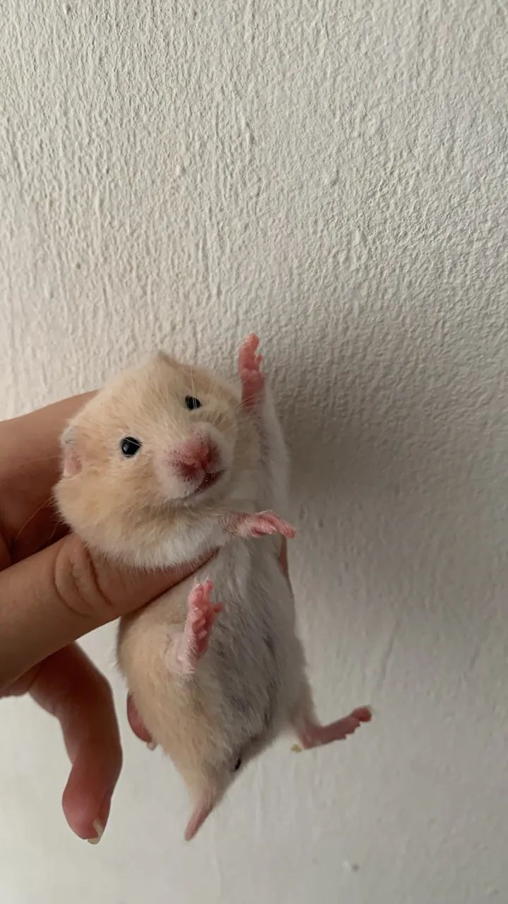 Vendo filhotes de hamster  - Foto 6