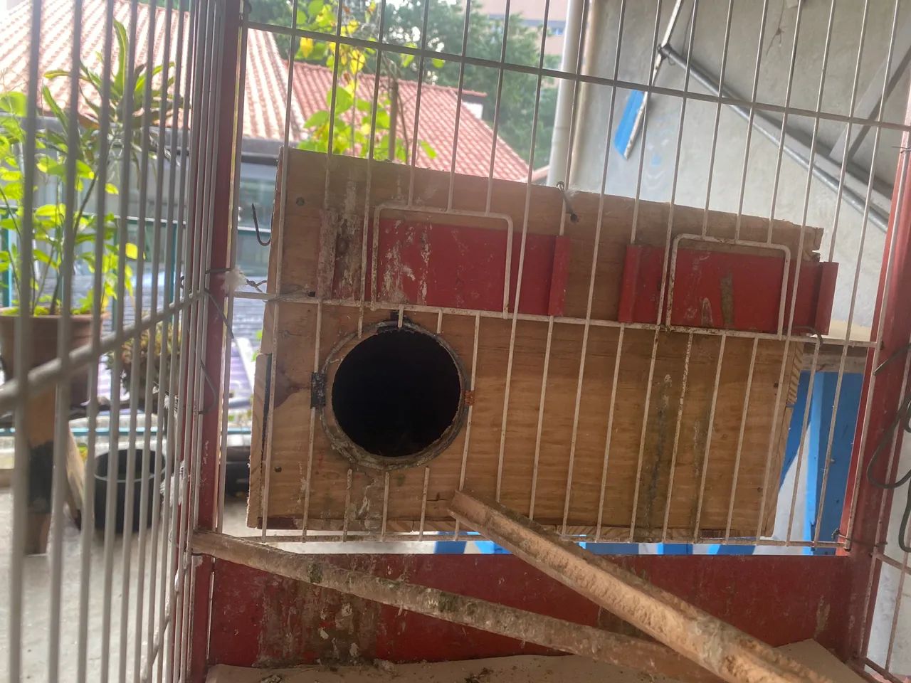 Viveiro grande para aves (calopsita, periquito e etc) - Foto 2