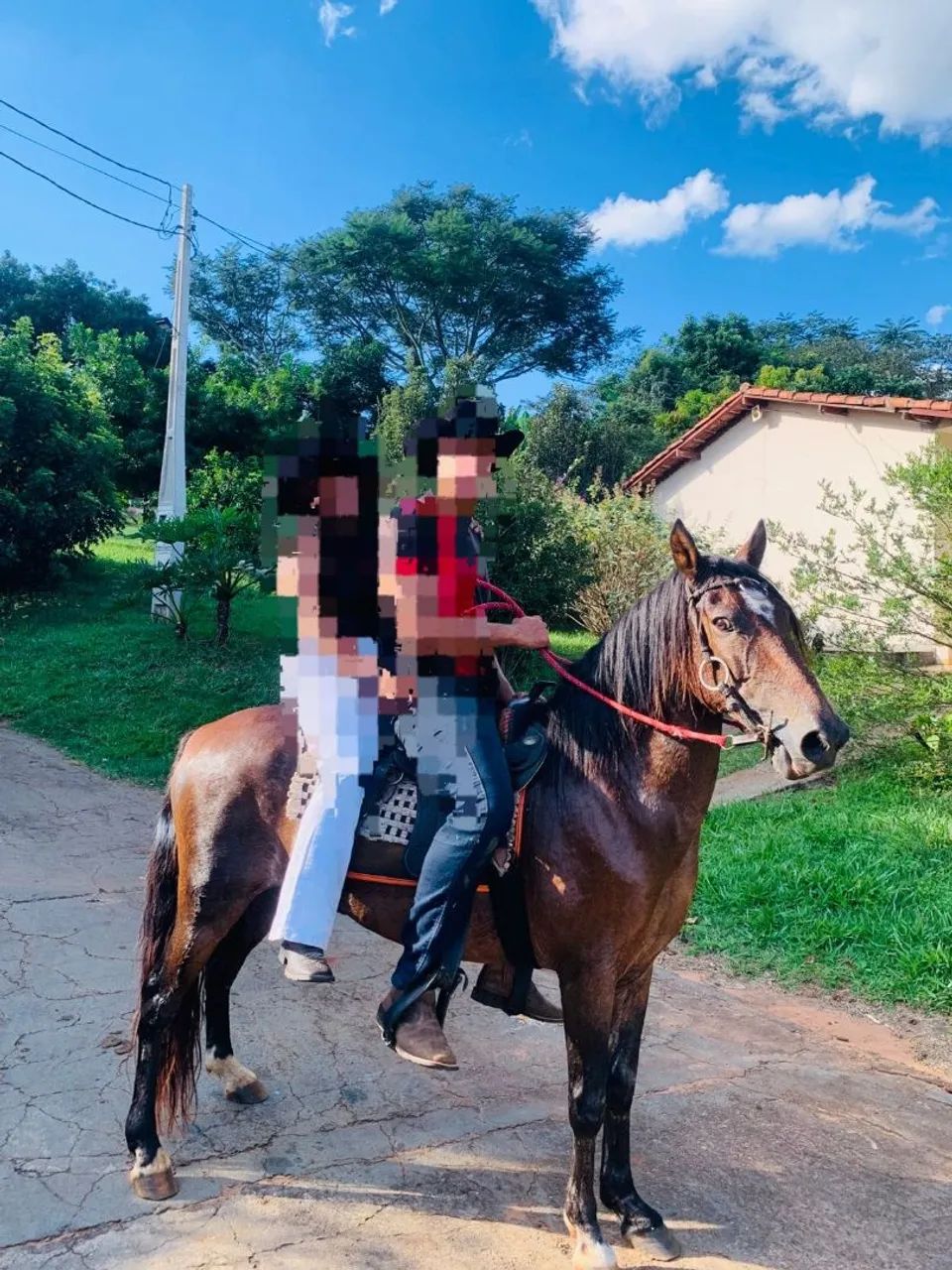 Cavalo manga larga marchador 