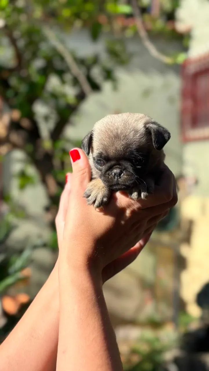 Filhotes de Pug (macho) - Foto 3