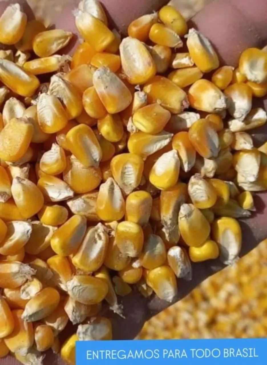 Milho em Grãos Safra Nova e Demais Produtos Agricolas direto da Fazenda - Foto 6