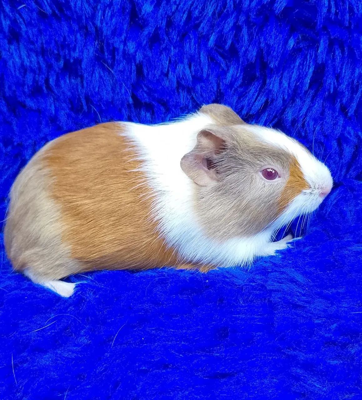 Porquinho da índia bicolores 