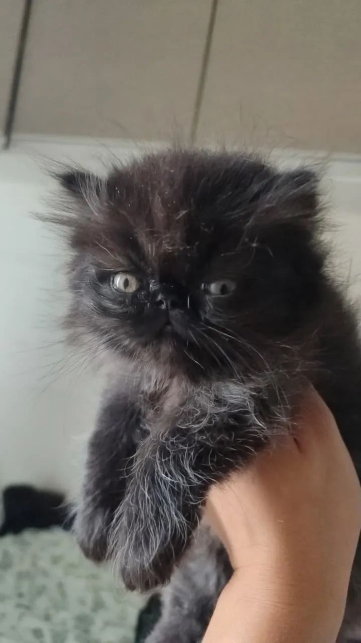Gato persa  - Foto 3