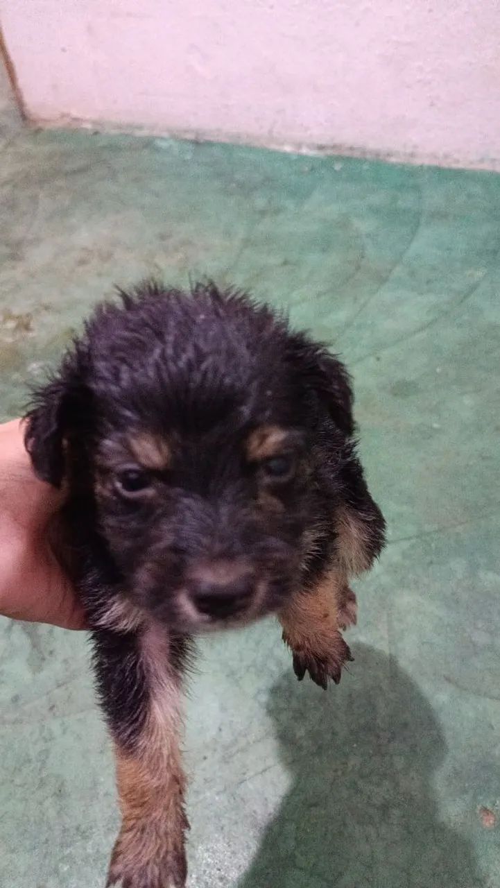 Doação de cachorros 
