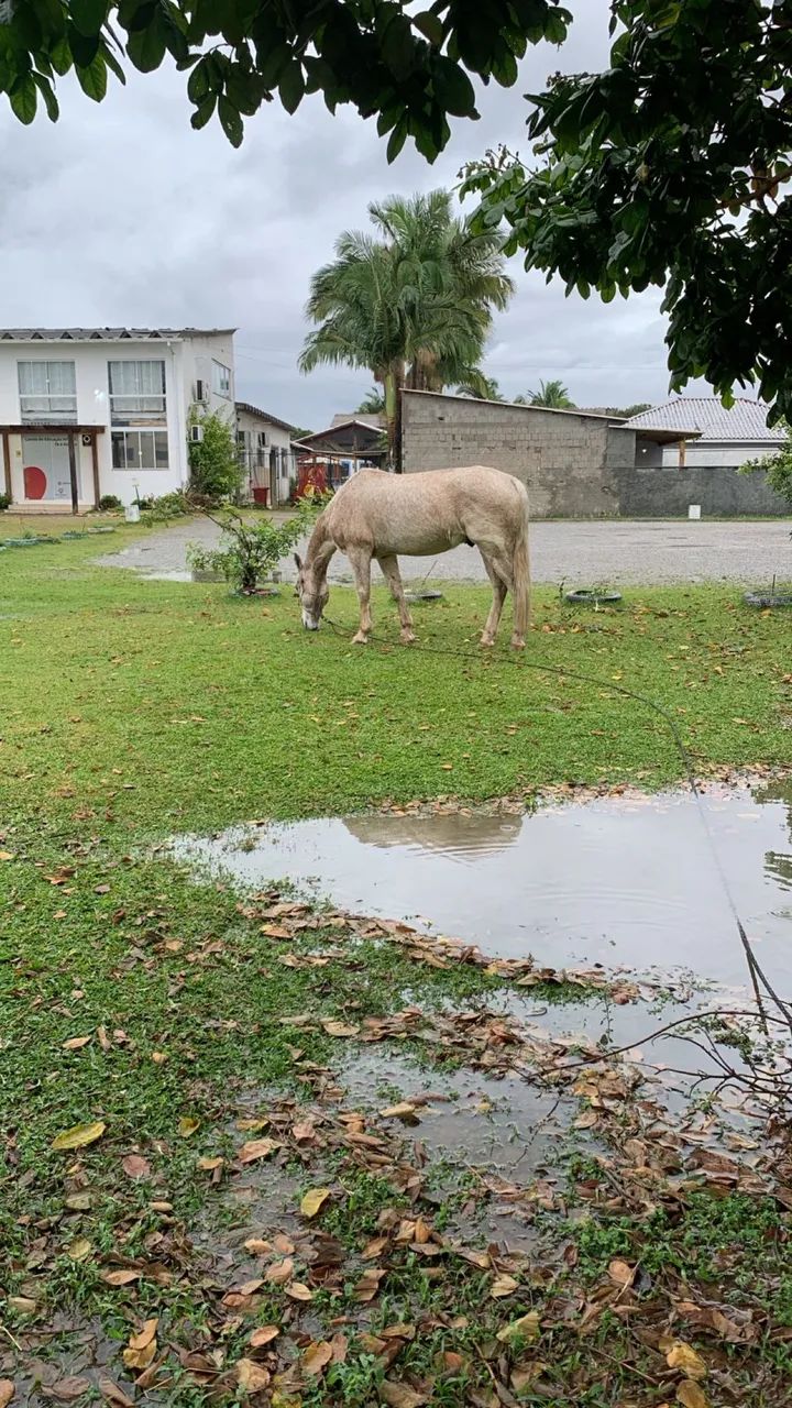 Cavalo crioulo - Foto 2