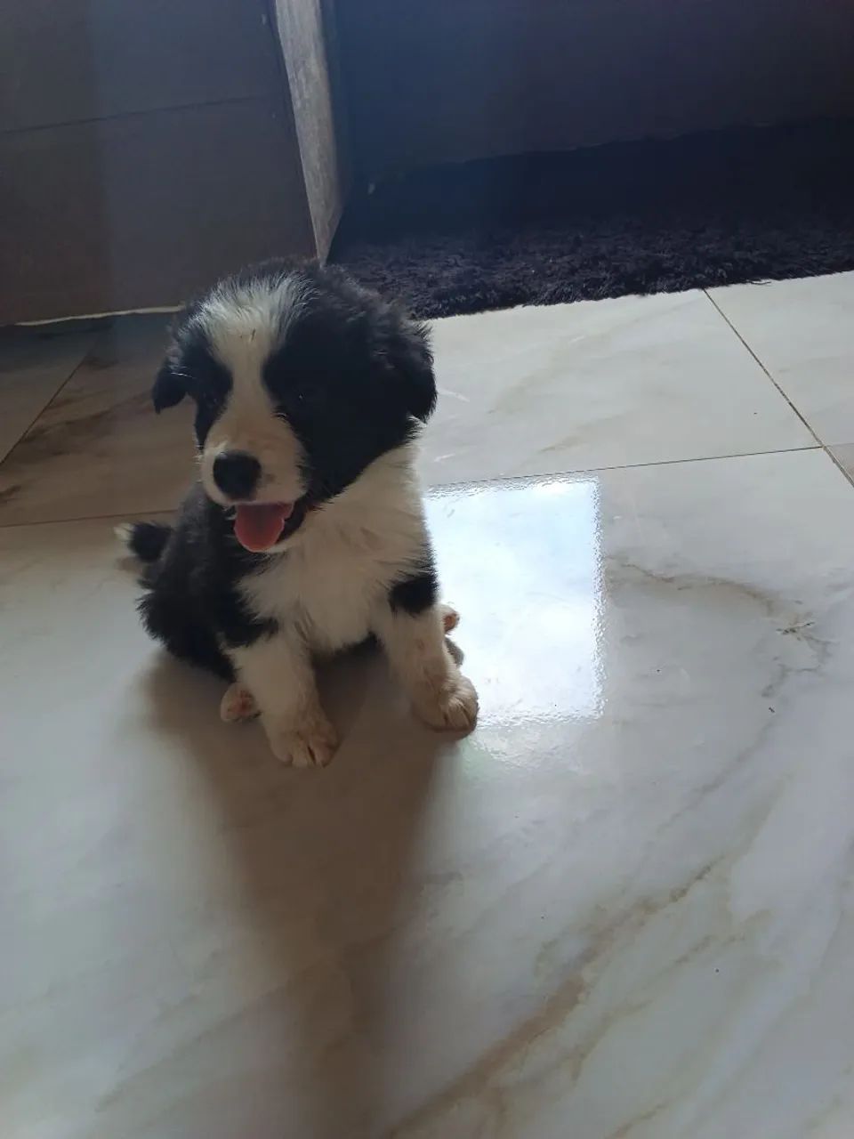 Border collie 