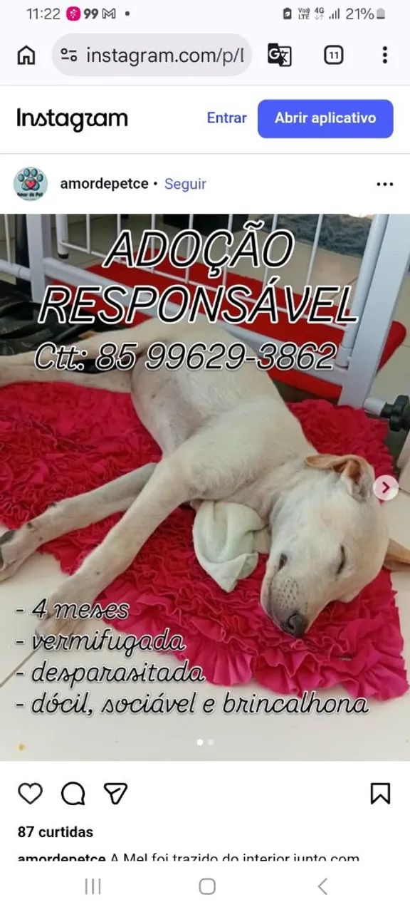 Adoção responsável 