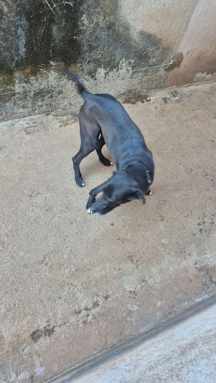 Cãozinho para doação dócil e castrado - Foto 5