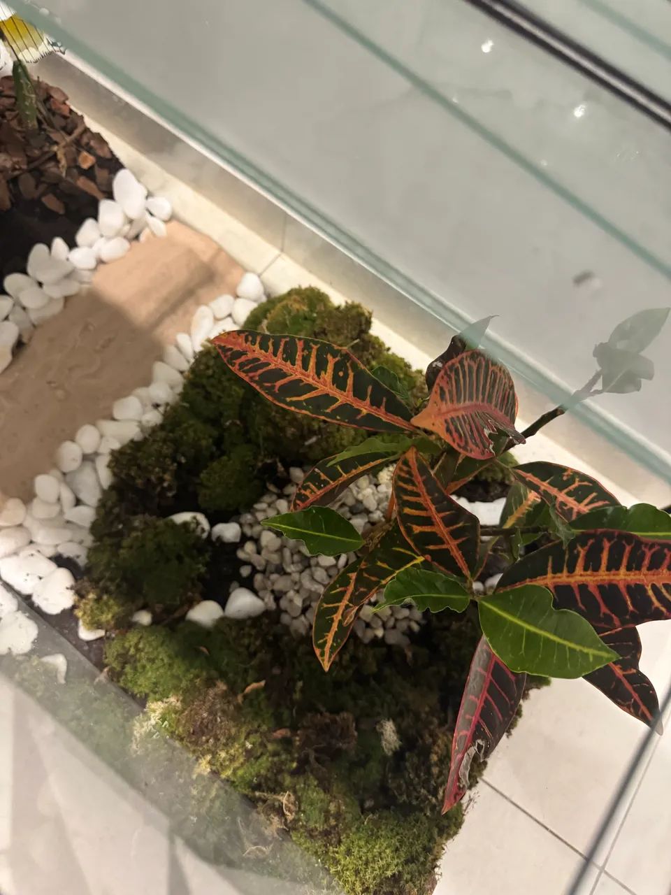 Terrário 
