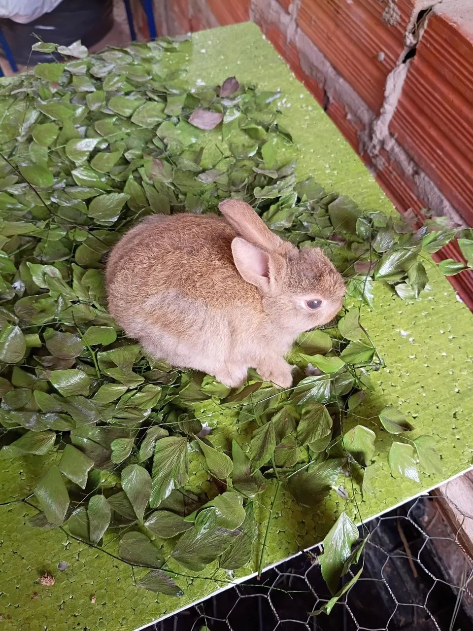 Mine coelhinho laion - Foto 2