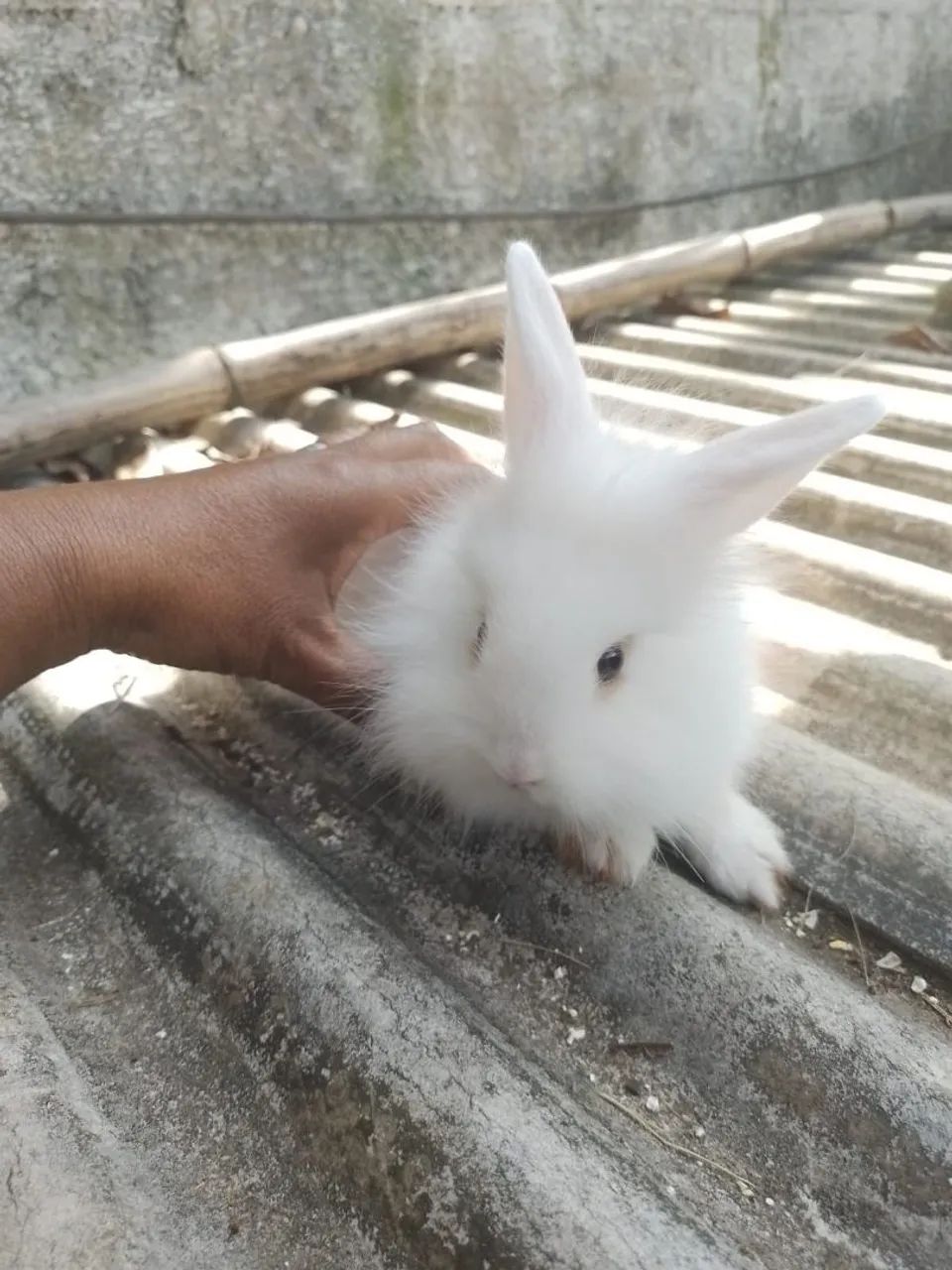  coelhinho  - Foto 4
