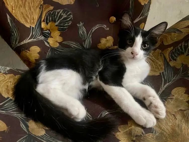 ADOÇÃO RESPONSÁVEL 