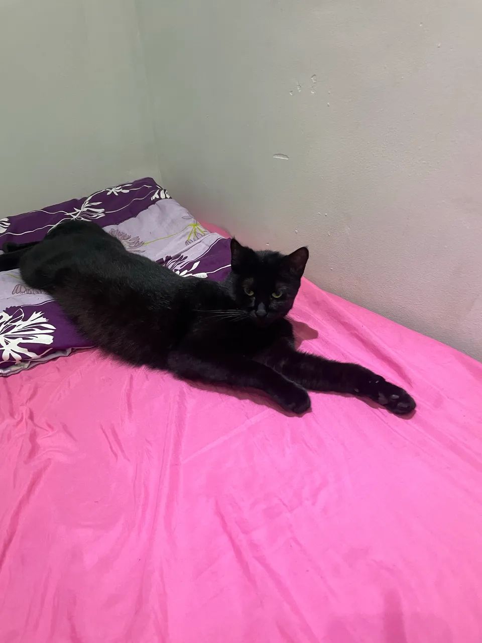 Gata adoção responsável  - Foto 2