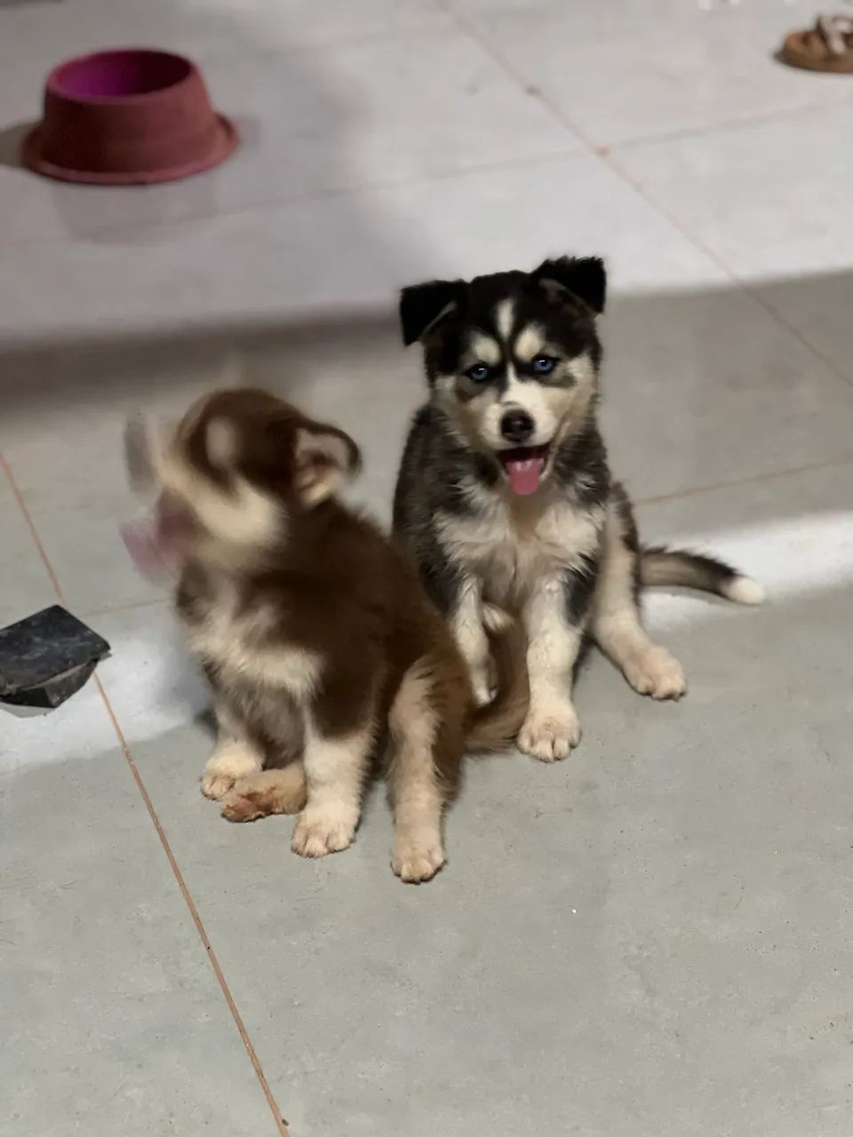 Husky siberiano 