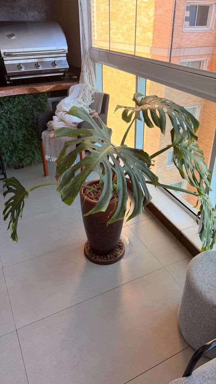 Planta - Foto 3