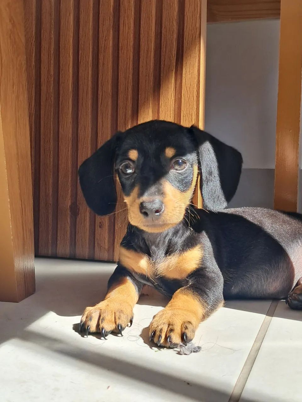 Dachshund