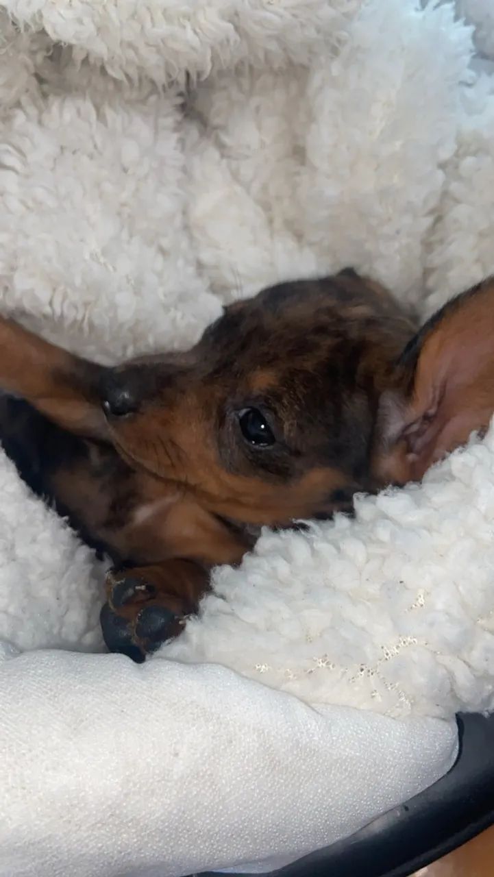 Dachushund  - Foto 4