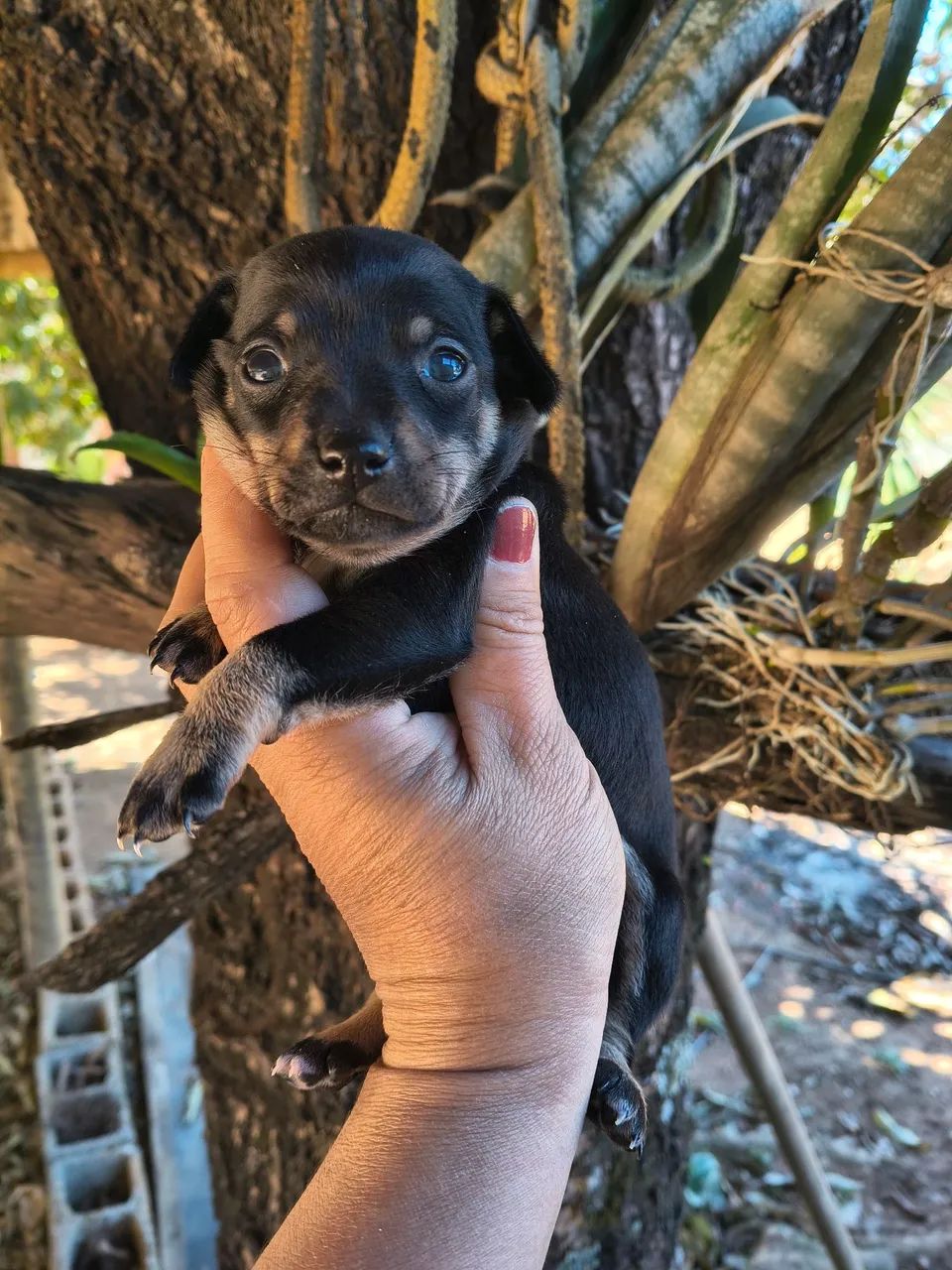 Animais  - Foto 2