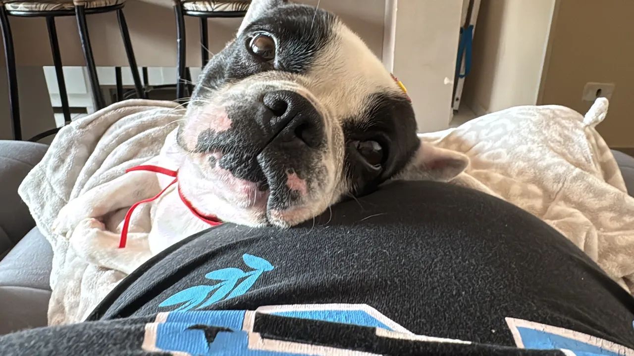 Buldogue francês  2.000 - Foto 4