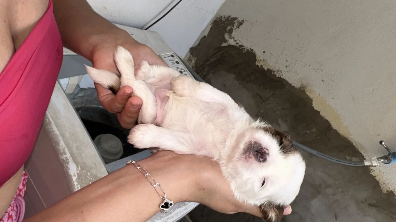 Vendo cachorro shitzu 