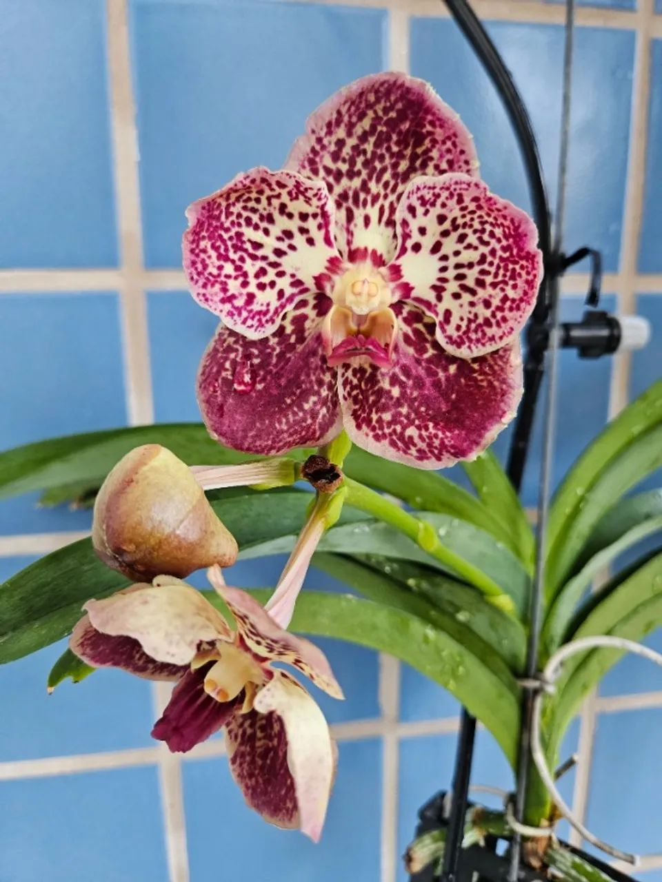 Vanda florida - Foto 2