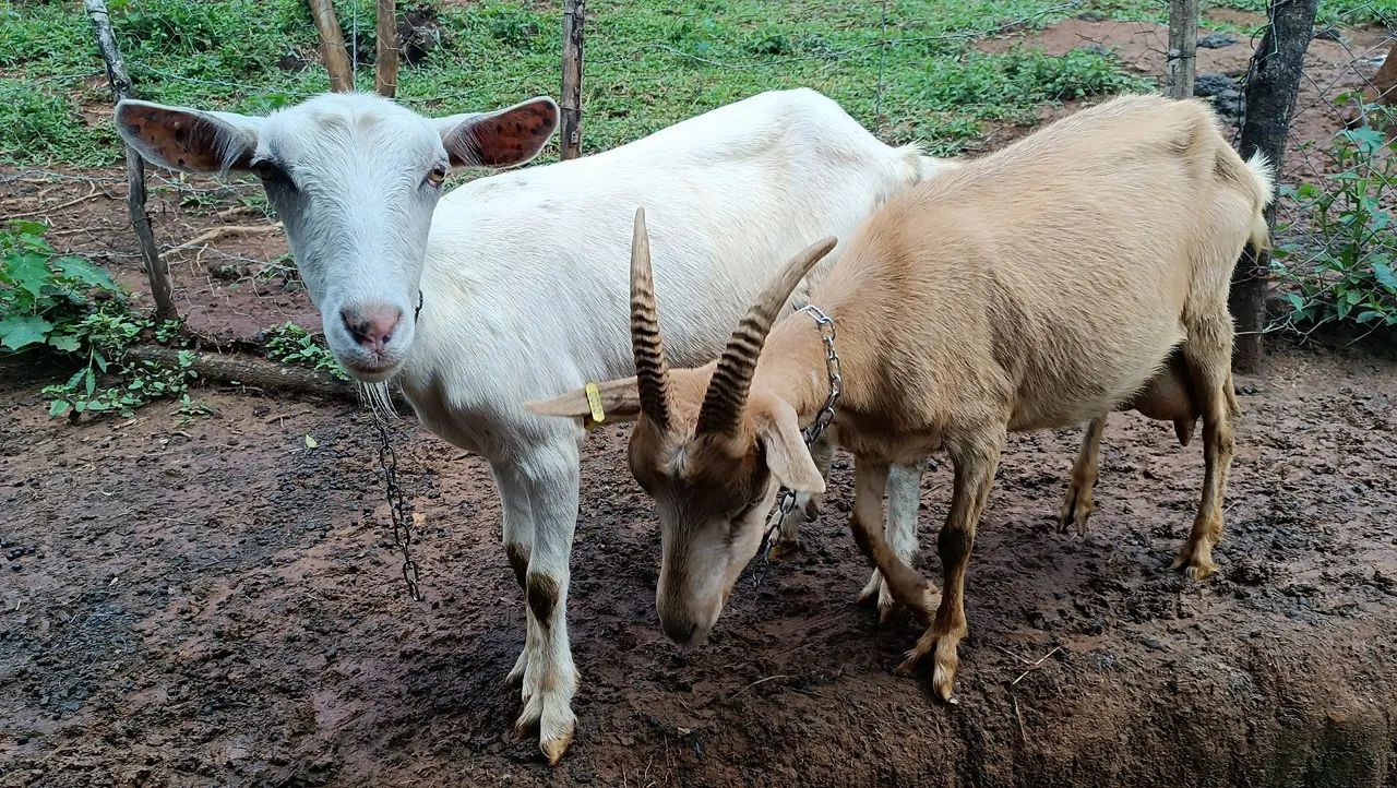 Cabra Mestiça  - Foto 6