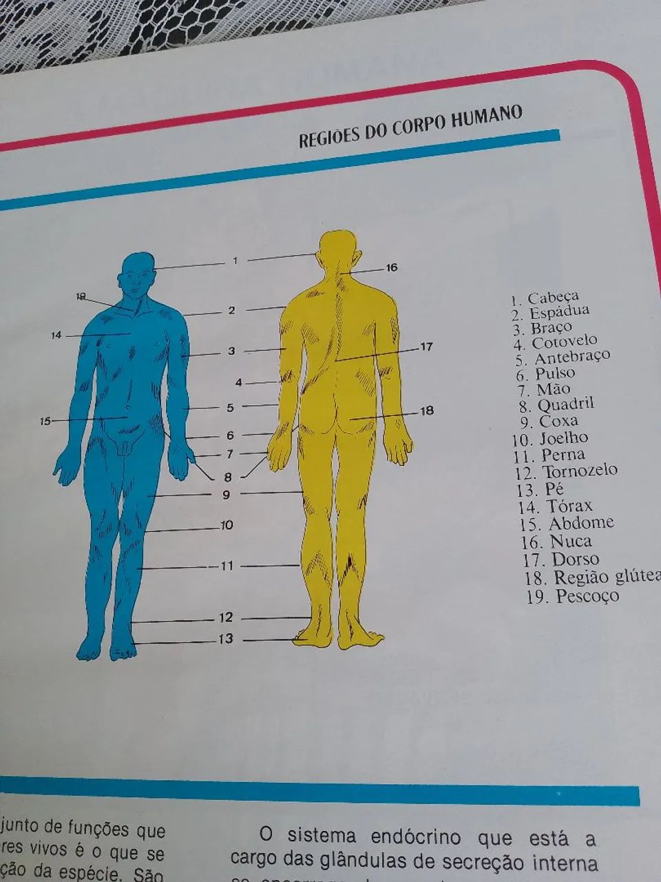 Atlas de anatomia  - Foto 3