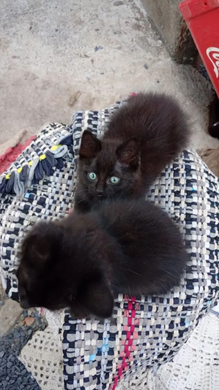 Gatos - Foto 2