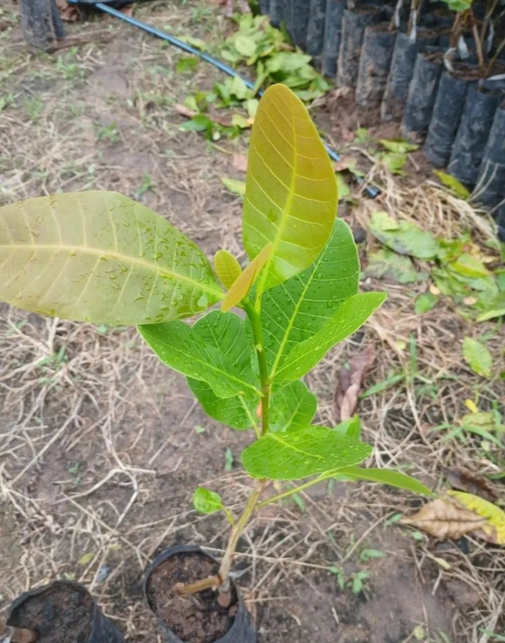 Cajueiro precoce inchertado CCP76 - Foto 5