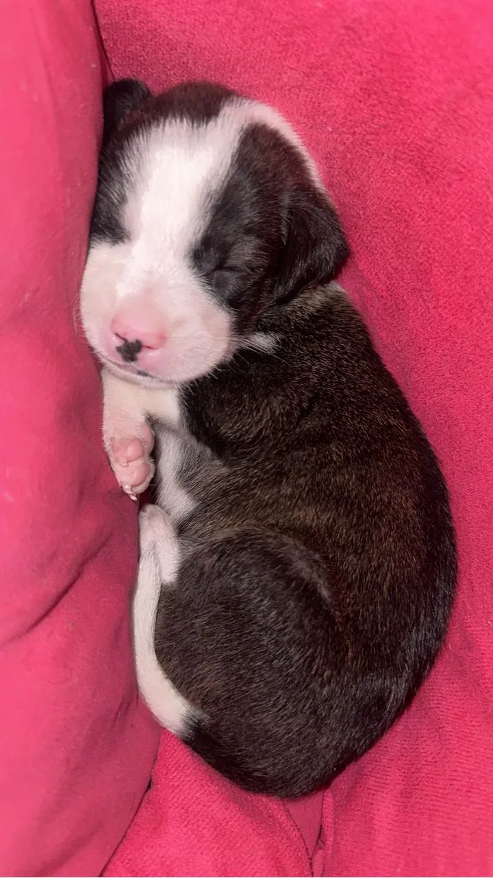 filhote p adoção - Foto 5