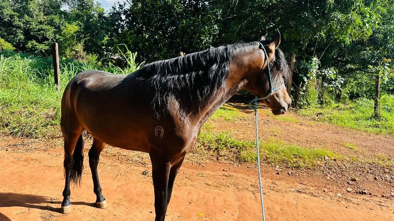 Vendo cavalo - Foto 4