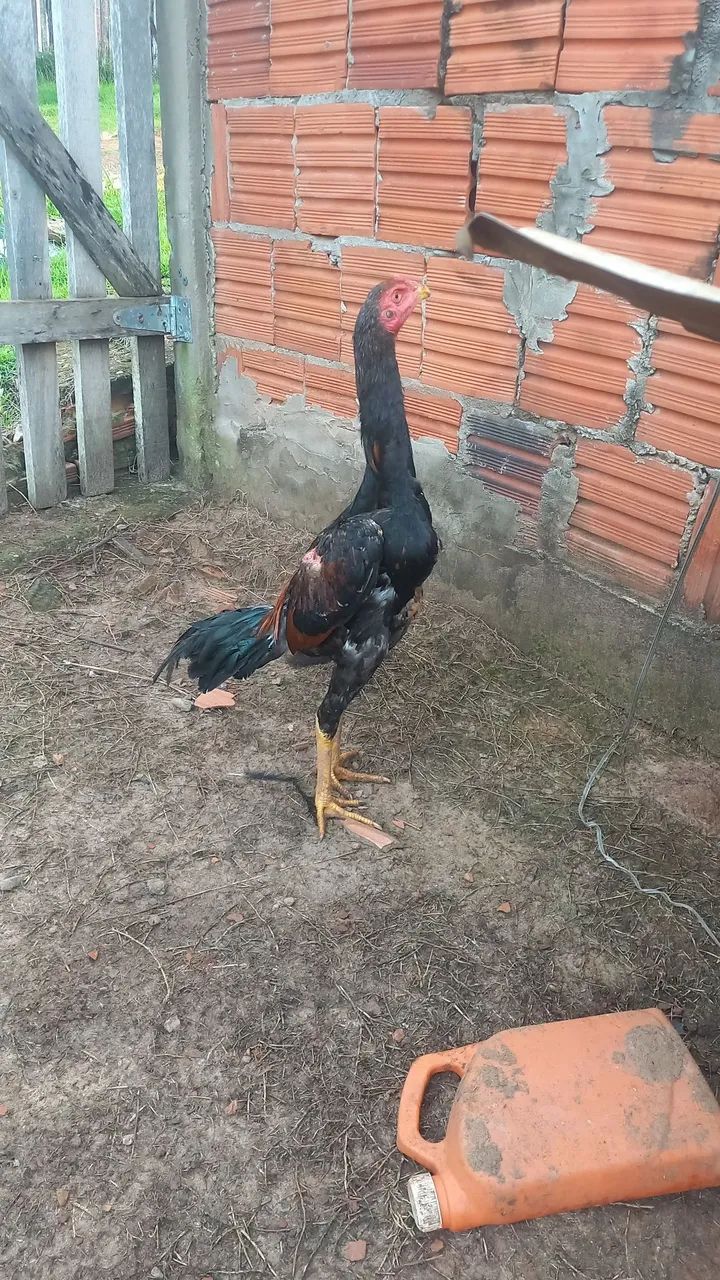 Frango  - Foto 2