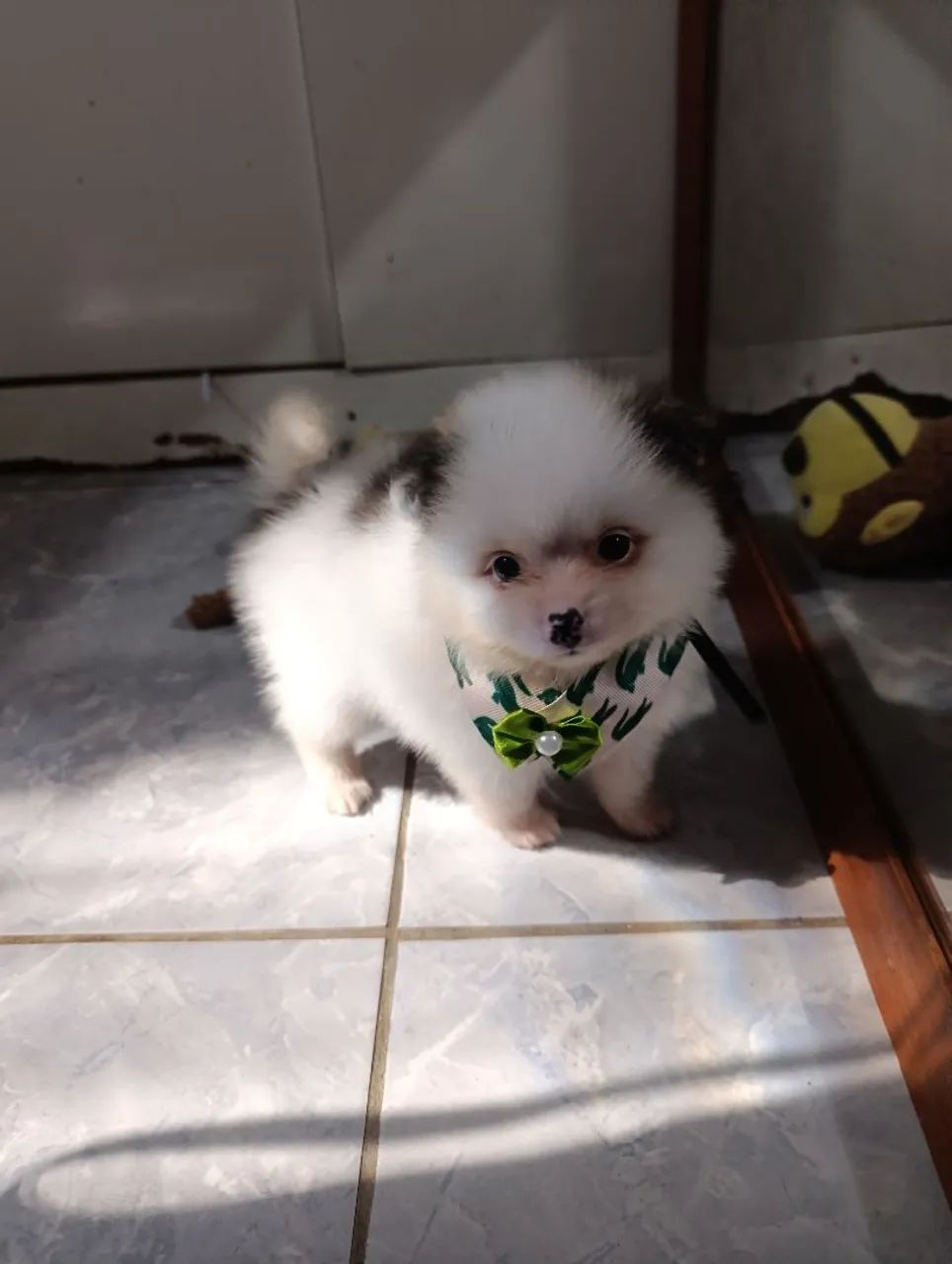 Spitz Alemão Anão  - Foto 5