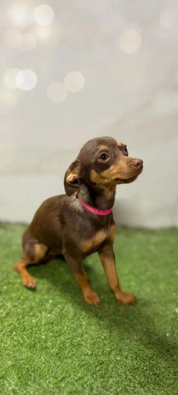 Pinscher 