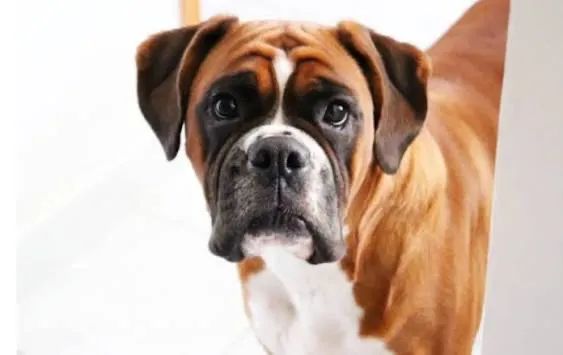 Boxer garantimos a linhagem 