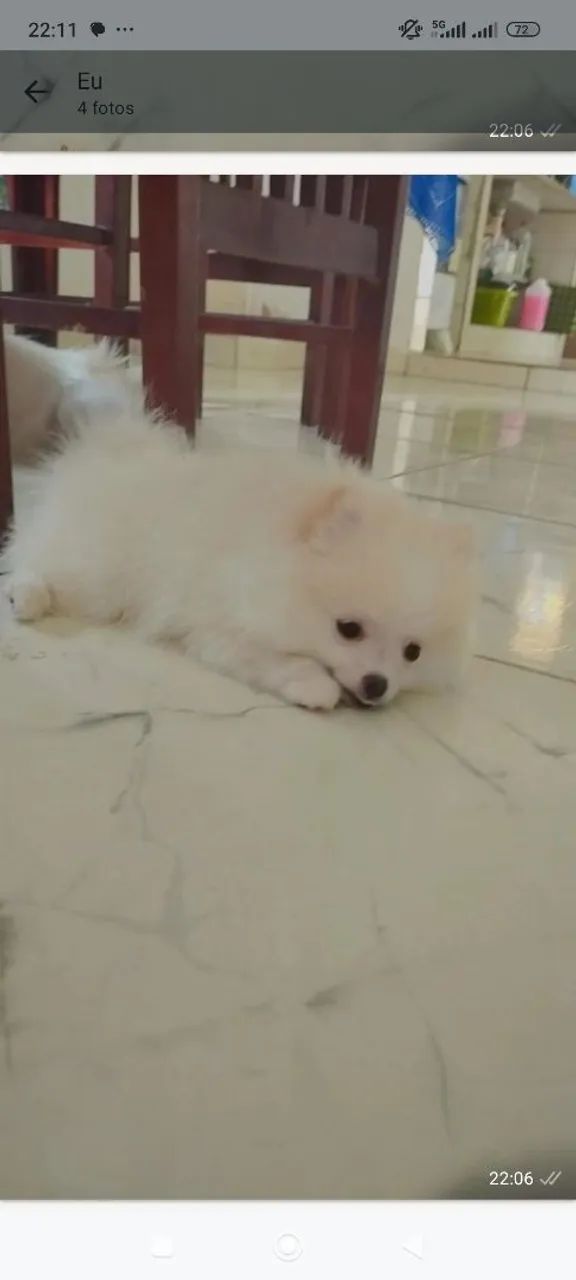 Spitz Alemão Macho  - Foto 4
