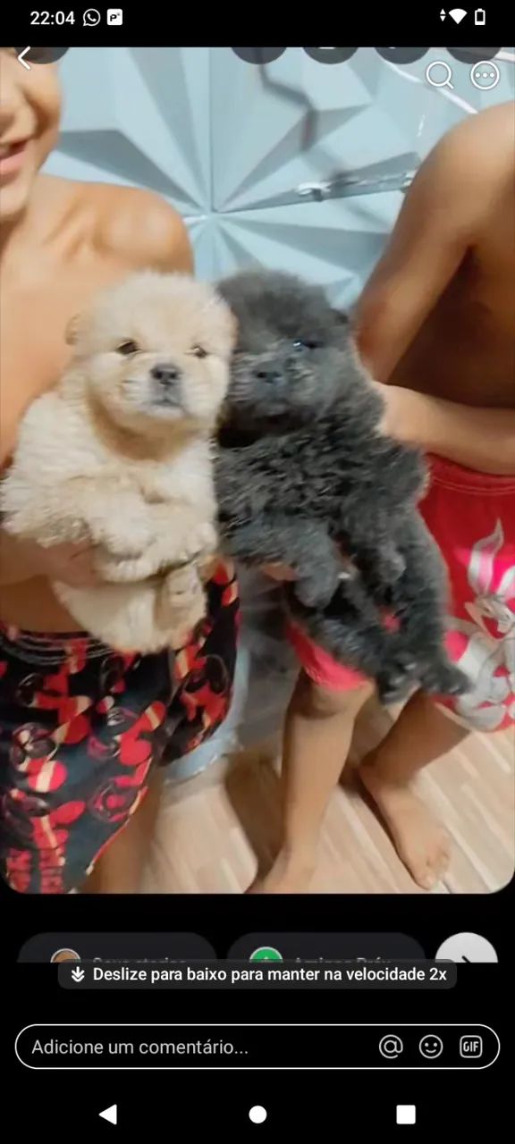 Cachorro chaw chaw 