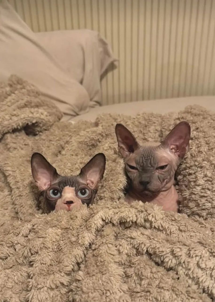 Sphynx - lindos filhotes 