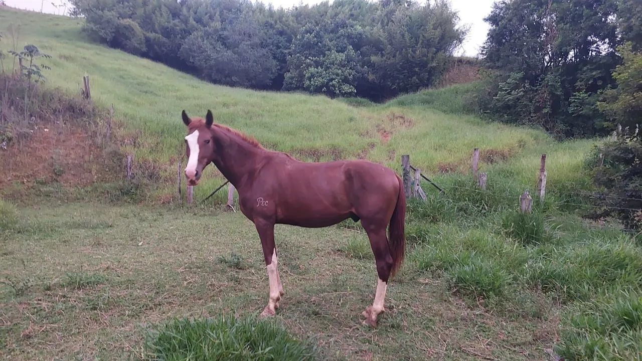 CAVALO MANGALARGA PAULISTA