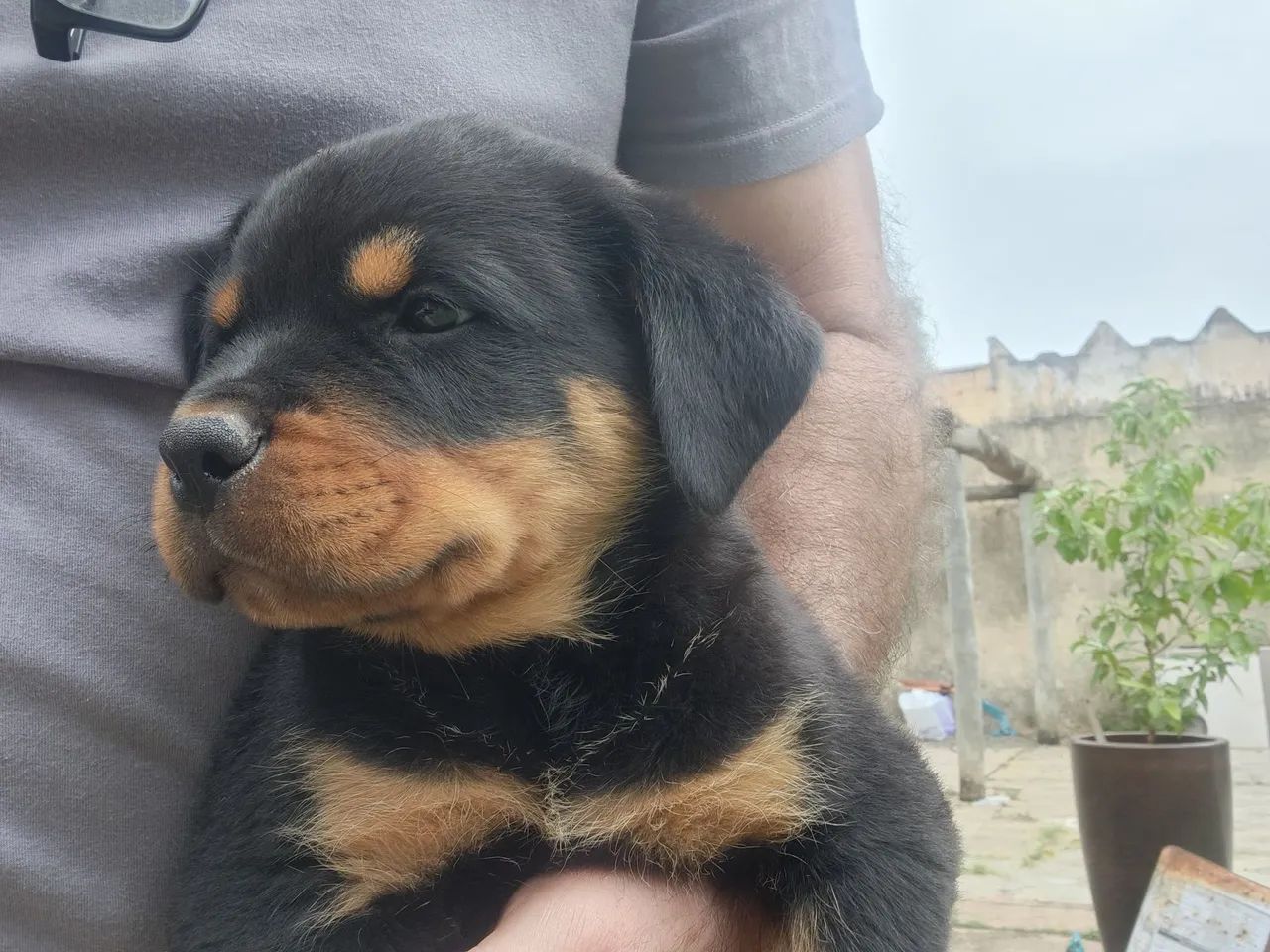 FILHOTES ROTWEILLER- OTIMA GENÉTICA- IMPERDÍVEL * - Foto 5