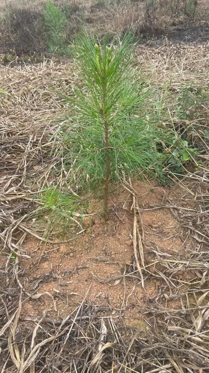 Terreno com Pinus em Agudos do Sul - Foto 5