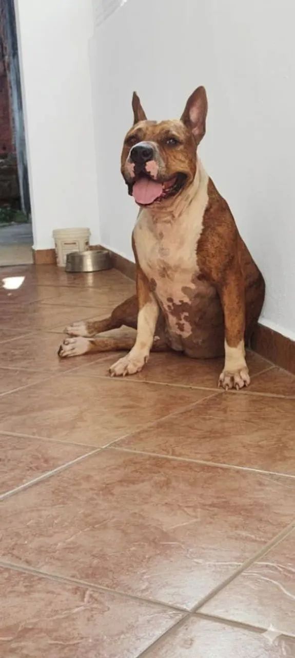 Pibull doação  - Foto 2