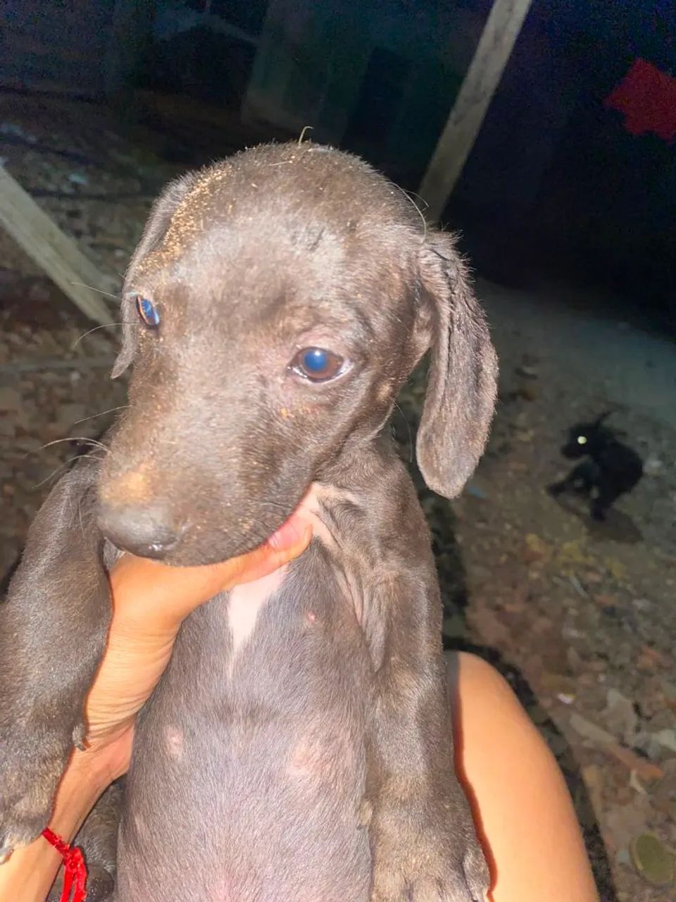 Doa-se filhotes de cachorro  - Foto 4