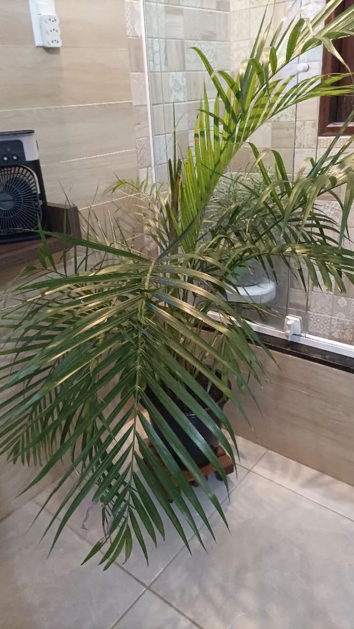 Vaso com palmeira areca bambu  - Foto 4