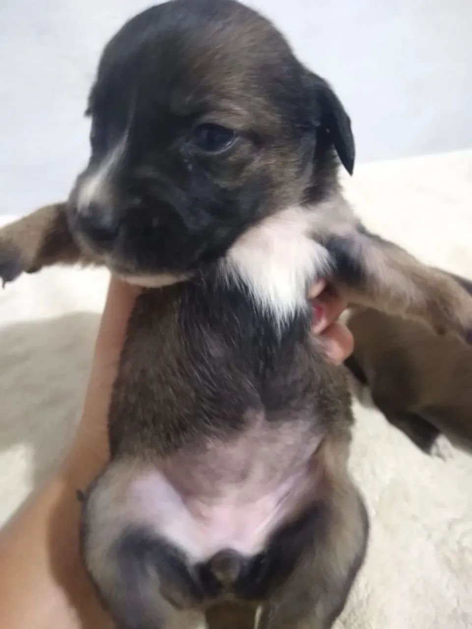 Cachorrinhos doação 