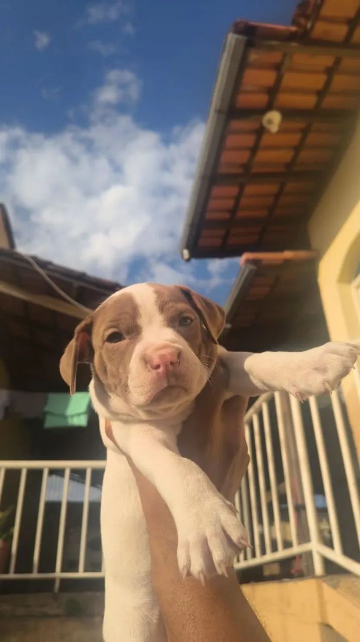 Pitbull RedNose legítimo  - Foto 3