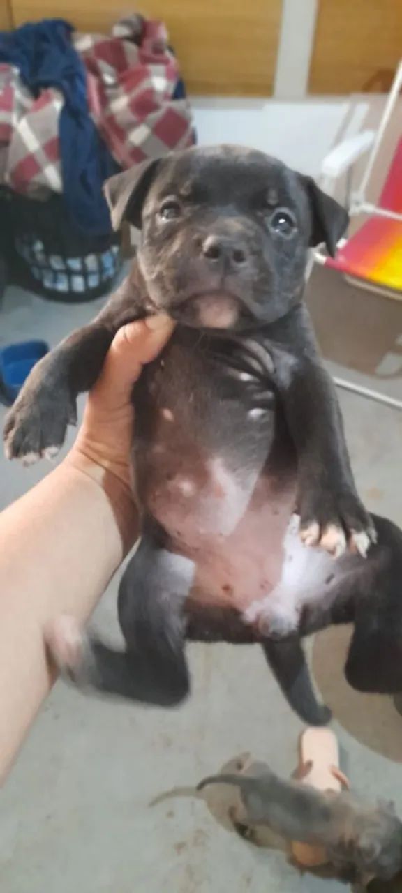 American Bully  - Foto 5