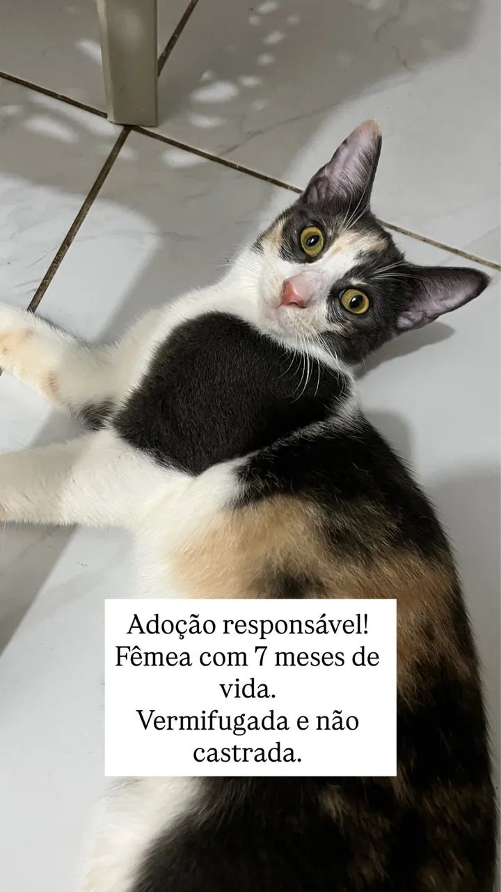 Felinos para adoção 